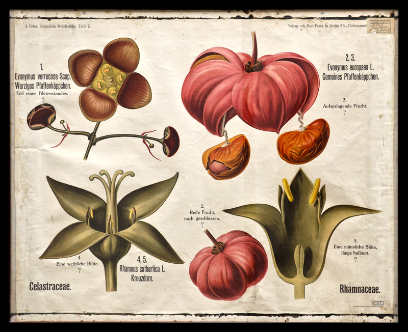 Tafel 71 Celastraceae-Rhamnaceae